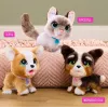 FurReal Poop-a-lots Corgi, Berniukams/Mergaitėms, 4 m., Garsinis