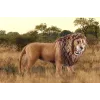 Schleich WILD LIFE Liūtas riaumojantis Įvairiaspalvis Plastikas 3+ metai