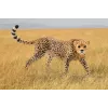 Figūrėlė Schleich WILD LIFE gepardė patelė 14746