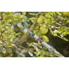 Adapter Gardena 17401-20 plieninis juodas žalias