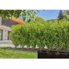 Gardena 13503-20 sodo žarna 25 m, požeminė, juoda