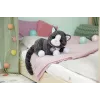 BABY born Mano katytė Cookie su dėžute, lėlės augintinis, 3 m., reikalingos baterijos