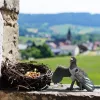 schleich Pinkie šarka, 3 metų, Daugiaspalvė, Plastikas