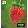 Epson Strawberry Multipack 4 spalvų 29 EasyMail, standartinė talpa, juoda, žydra, purpurinė, geltona, 5,3 ml, 3,2 ml, 1 vnt., kelių pakuotė