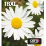 Epson Daisy Multipack 4-colours 18XL EasyMail, High (XL) Yield, Juoda, Žydra, Magenta, Geltona, 11.5 ml, 6.6 ml, 1 vnt., Multi pack
