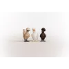 Žaislų figūrėlės Schleich FARM WORLD Chicken Friends Daugiaspalvė 42574