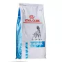 Sausas šunų maistas Royal Canin Anallergenic 8 kg — suaugusiems, hipoalerginė paukštienos formulė, be glitimo, be laktozės