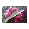 Laminavimo plėvelių rinkinys Olympia 9165