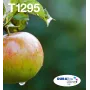 Epson Apple Multipack 4-colours T129 EasyMail, Juoda, Žydra, Magenta, Geltona, 11.2 ml, 7 ml, 1 vnt., Multi pack