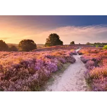Dėlionė Ravensburger Pink Pathway Nyderlandai, 1000 vnt., 700×? mm, 2 mm storio