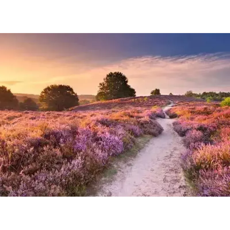 Dėlionė Ravensburger Pink Pathway Nyderlandai, 1000 vnt., 700×? mm, 2 mm storio