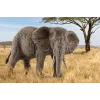 schleich WILD LIFE afrikinis dramblys, patelė, 3 metai, Safaris, Laukinių gyvūnų / nuotykių žaislai, Spalvota, Plastikas, 1 vnt.