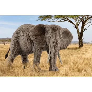 schleich WILD LIFE afrikinis dramblys, patelė, 3 metai, Safaris, Laukinių gyvūnų / nuotykių žaislai, Spalvota, Plastikas, 1 vnt.