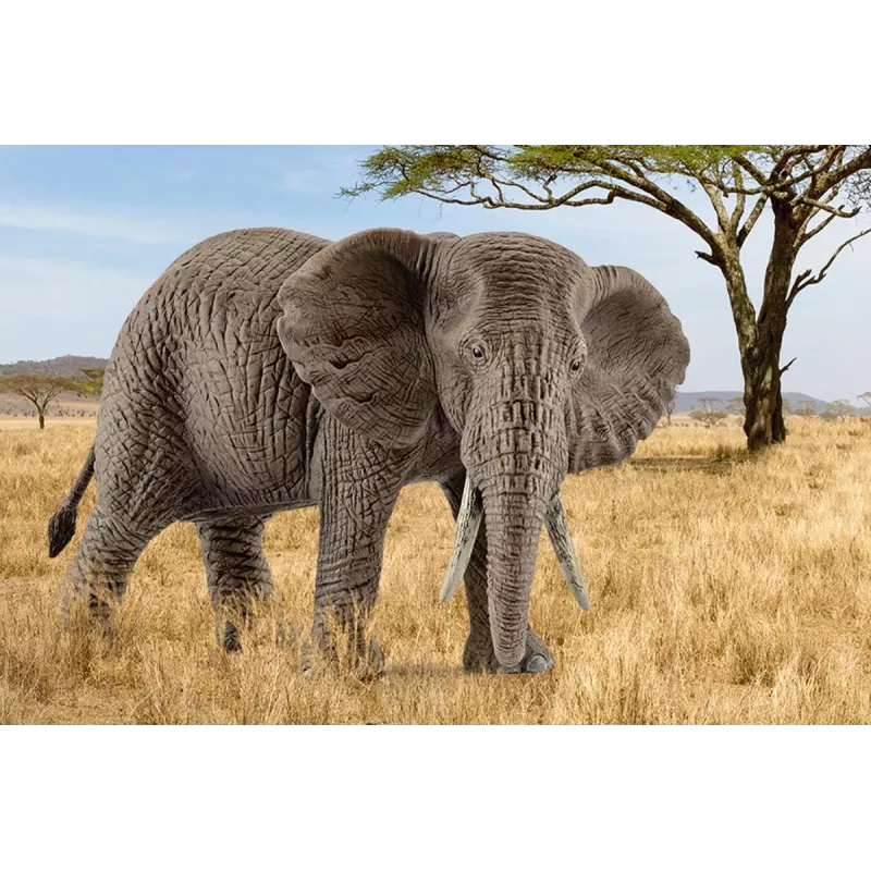 schleich WILD LIFE afrikinis dramblys, patelė, 3 metai, Safaris, Laukinių gyvūnų / nuotykių žaislai, Spalvota, Plastikas, 1 vnt.