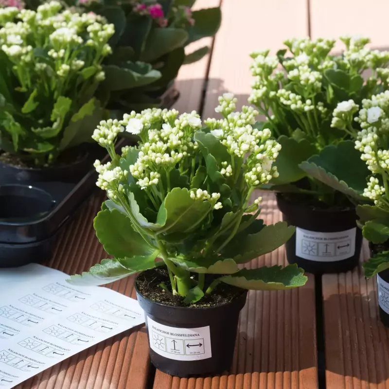Lipnios etiketės HERMA 4575 nuimamos baltos 160 vnt.