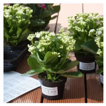 Lipnus spausdintuvo lipdukas HERMA 4582
