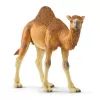 schleich WILD LIFE Vienkupris. Rekomenduojamas amžius (min.): 3 m., Gaminio spalva: Įvairiaspalvė, Medžiaga: Plastikas. Įtrauktų gaminių skaičius: 1 vnt.