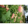 Canon RF 28-70 mm f2.8 IS STM MILC standartinis priartinantis objektyvas, juodas