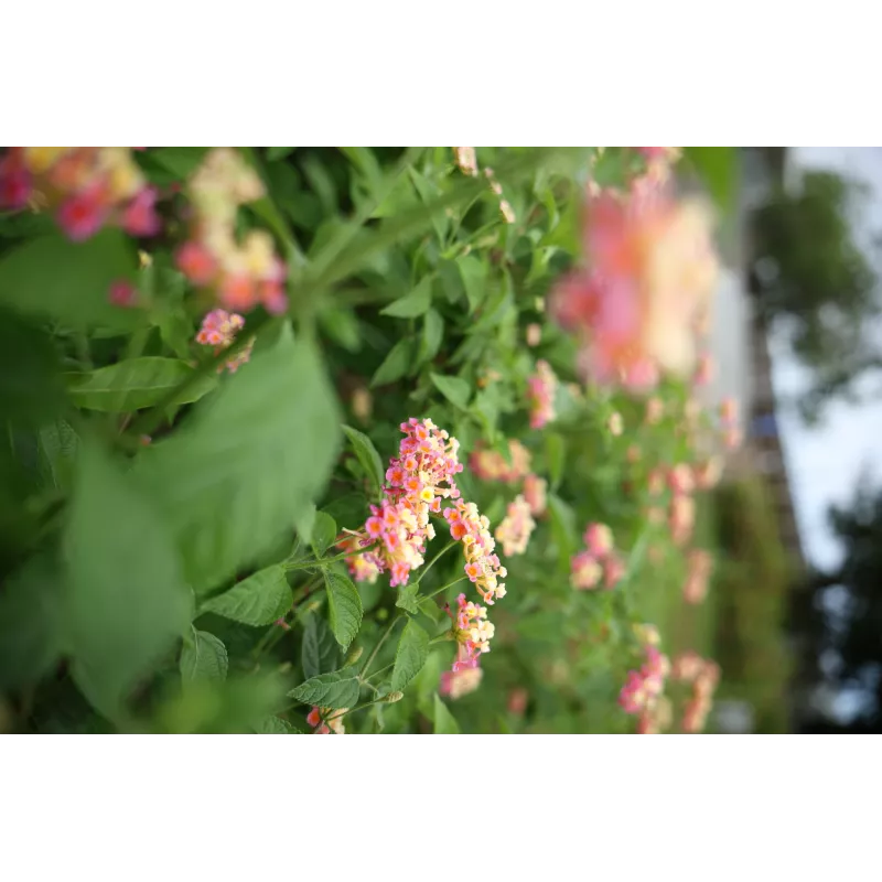 Canon RF 28-70 mm f2.8 IS STM MILC standartinis priartinantis objektyvas, juodas