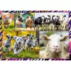 Dėlionė TREFL Funny — 4 x 250 vnt., vaikų teminis rinkinys
