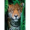 “Clementoni High Quality Collection” Jaguaras džiunglėse dėlionė 500 vnt. Gyvūnai