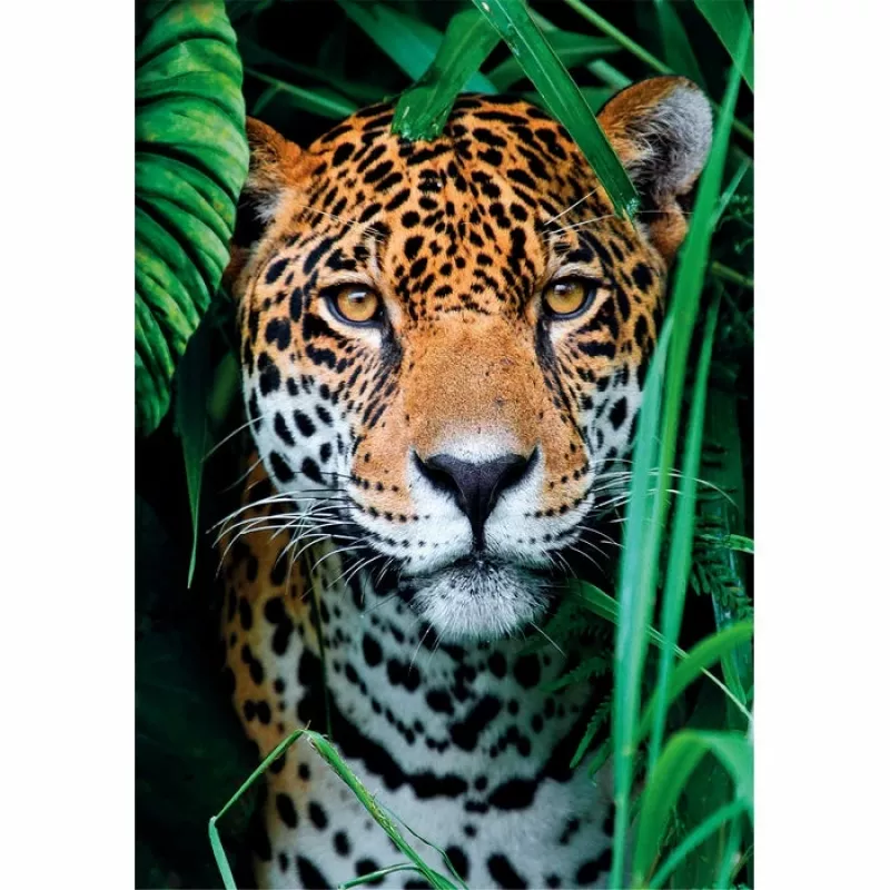 “Clementoni High Quality Collection” Jaguaras džiunglėse dėlionė 500 vnt. Gyvūnai