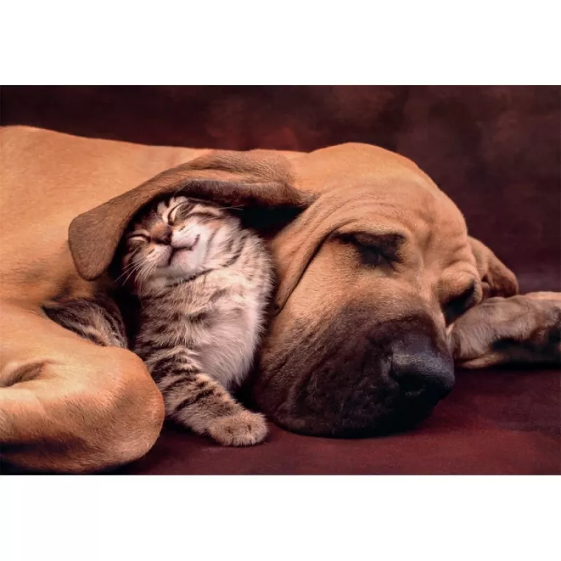 Clementoni High Quality Collection 35583 dėlionė Jigsaw puzzle 500 vnt. Gyvūnai