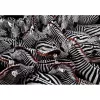 Clementoni Zebra dėlionė 1000 vnt. Gyvūnai