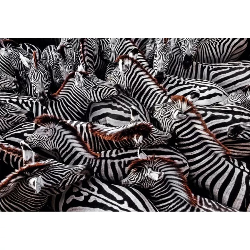 Clementoni Zebra dėlionė 1000 vnt. Gyvūnai