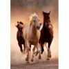 Clementoni Running Horses Jigsaw puzzle 1000 vnt. Animals