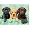 Clementoni High Quality Collection 39946 dėlionė Jigsaw puzzle 1000 vnt. Gyvūnai