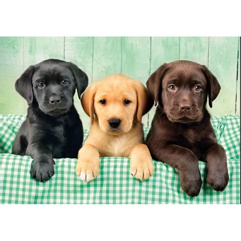 Clementoni High Quality Collection 39946 dėlionė Jigsaw puzzle 1000 vnt. Gyvūnai