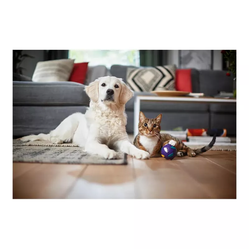 Philips PowerPro Expert FC9747/09 dulkių siurblys 2 L Cilindrinis dulkių siurblys Sausas 900 W Be maišelio