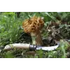 Kišeninis peilis Opinel 3123840012525