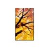 Sharp MultiSync M652 65 inch 4K UHD Professional Display 550 cd/m² 24/7