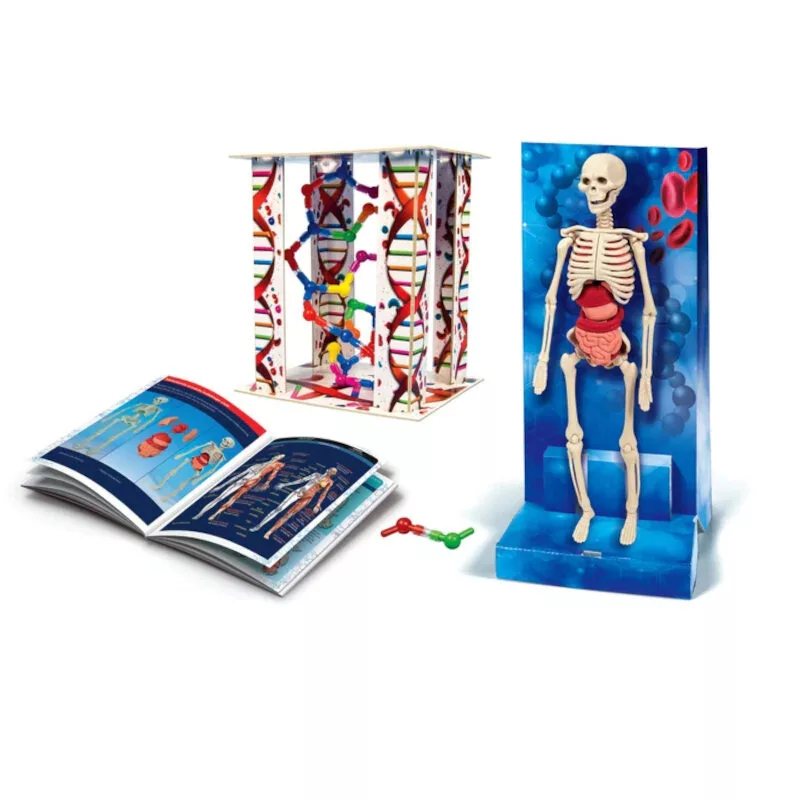 Science Fun Human Body lenkų kalba Clementoni 60249