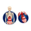 Science Fun Human Body lenkų kalba Clementoni 60249