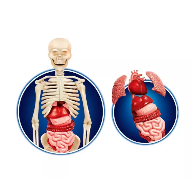 Science Fun Human Body lenkų kalba Clementoni 60249