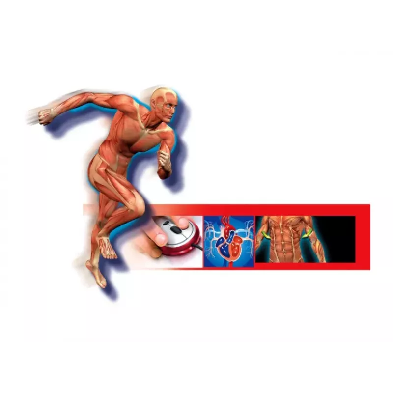 Science Fun Human Body lenkų kalba Clementoni 60249