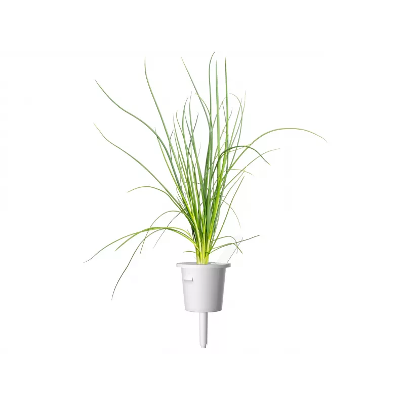 Click & Grow Smart Garden papildymas, 3 augalų kapsulės (SGR105X3)