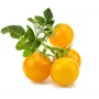 Click and Grow Smart Garden papildymo kapsulės 3 vnt. Mini pomidorų augalų kapsulės