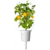 Click and Grow Smart Garden papildymo kapsulės 3 vnt. Mini pomidorų augalų kapsulės