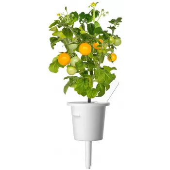 Click and Grow Smart Garden papildymo kapsulės 3 vnt. Mini pomidorų augalų kapsulės