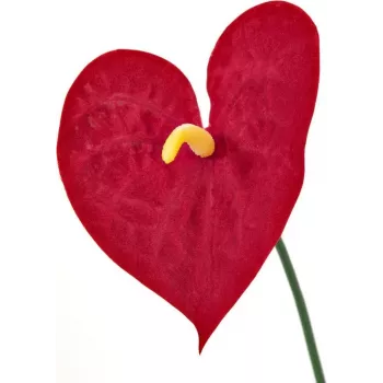 EUROPALMS dirbtinė anthurium, 70 cm 82530164