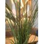 EUROPALMS Dirbtinė nendrinė žolė, 145cm, Žalia/Ruda, Vazonėlyje 82600229
