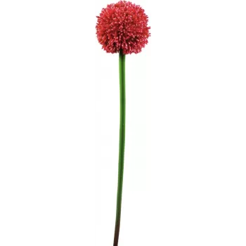 EUROPALMS Dirbtinis Allium stiebas, raudonas, 55cm 82530568