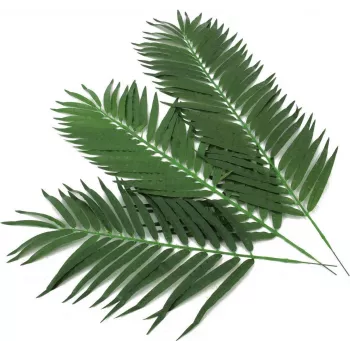 EUROPALMS dirbtinės kokospalmės lapijos, 80 cm, 12 dalių rinkinys 82509895