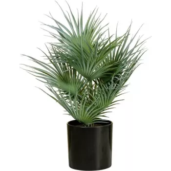 EUROPALMS Dirbtinė vėduoklinė palmė vazone, 55 cm 82509401