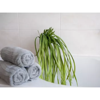 EUROPALMS dirbtinė jūros žolė (EVA), žalia 82531062