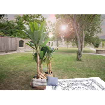 EUROPALMS dirbtinis bananų medis, 210 cm 82509507